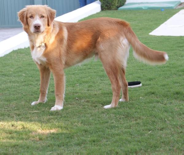 Canis amicus edu
