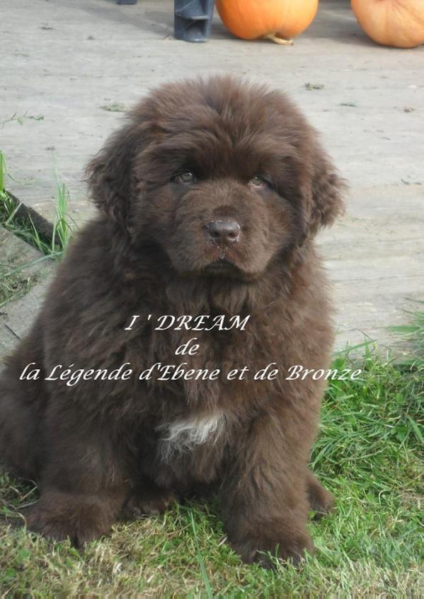 I'Dream de la Légende d'Ebène et de Bronze