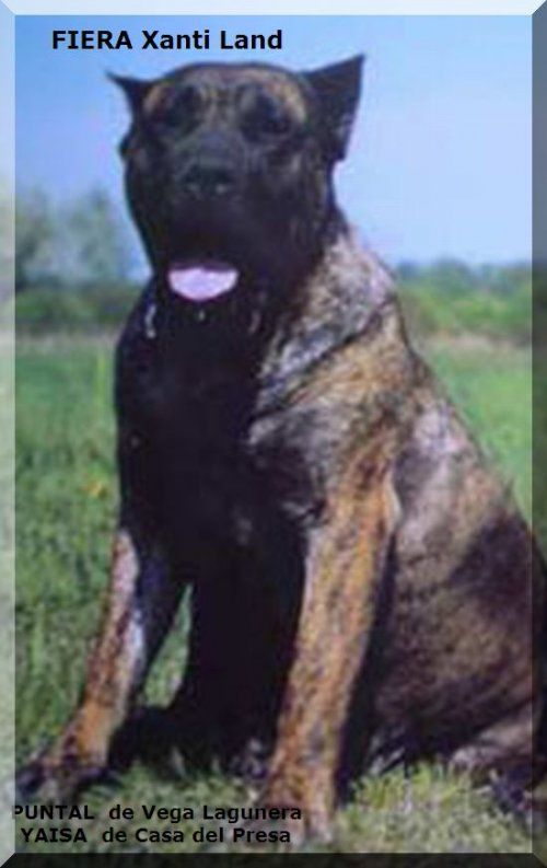 Fiera Xanti Tierra