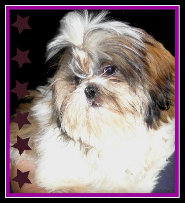 Home Grown Shih Tzu's Ruby Tuesday