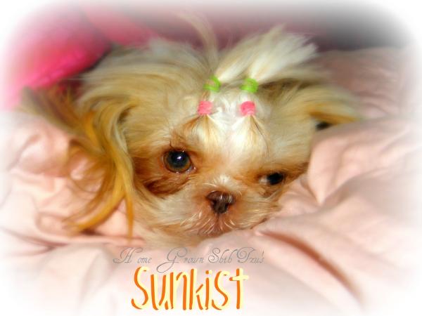 Home Grown Shih Tzu's Pint O' Sunkist