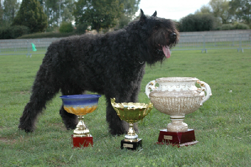 UGO 1er de la plaine des flandres