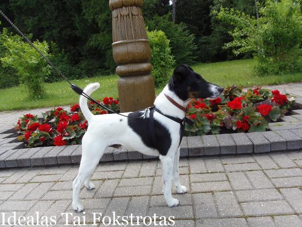 Idealas tai fokstrotas