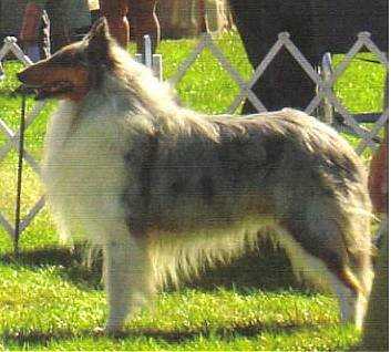 Windmark Blue Chip Stock