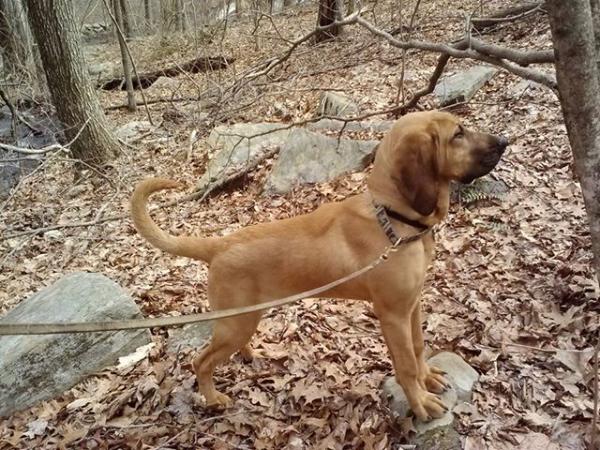 Tammie's Brighton Montego of Top Dog