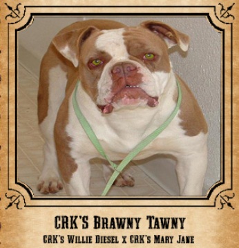 CRK's Brawny Tawny
