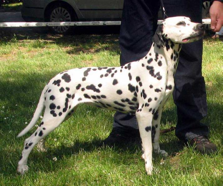 Mediolanum Nikita