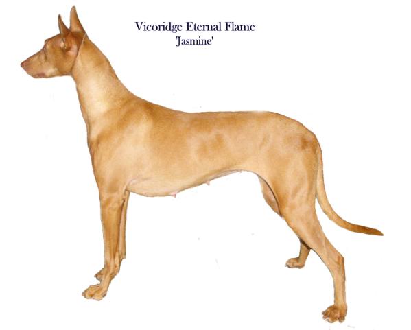 vicoridge eternal flame