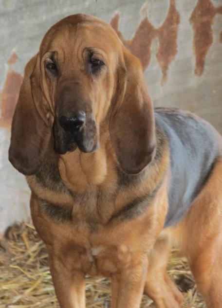 Southern Comforts Miss Daisy Mae
