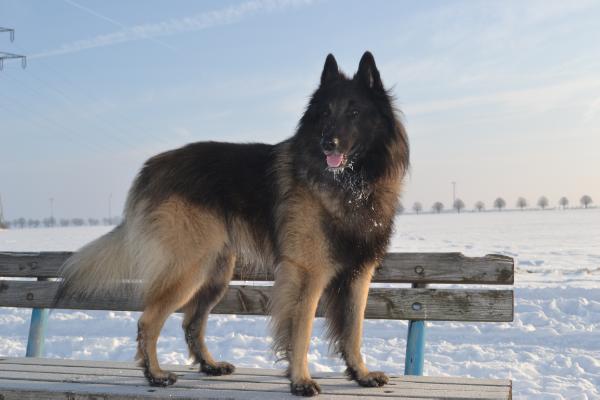 Canis lupus of the beautiful black one