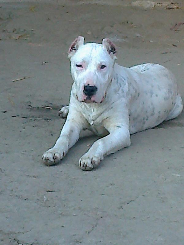 Aramis (2013)