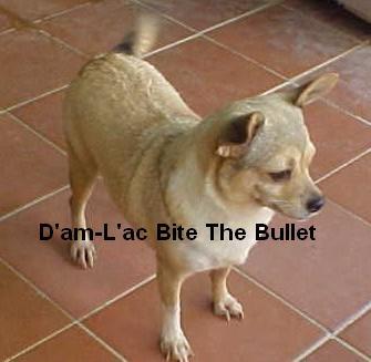 D'am-L'ac Bite The Bullet