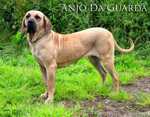 Clarissa de Anjo da Guarda