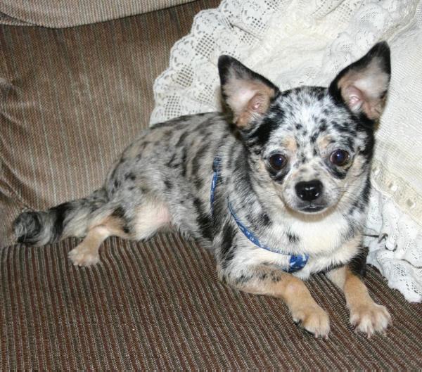 Varners Blue Merle Pru