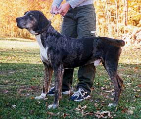 Wolf River's Beau Blue