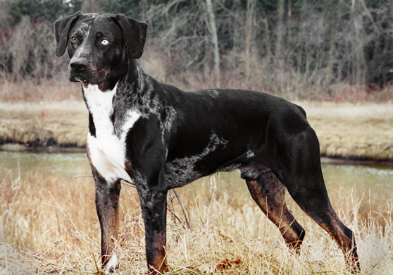Kings Ridge's Jagger