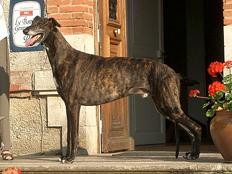 Boughton Benvoluto