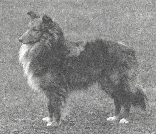 Riverhill Rufus