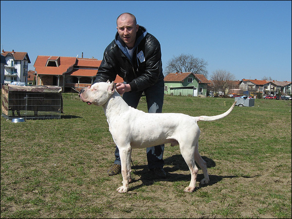 Diabolic El Perro Bianco