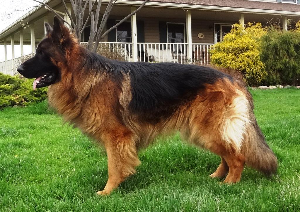 Tor's Boy Kaiser