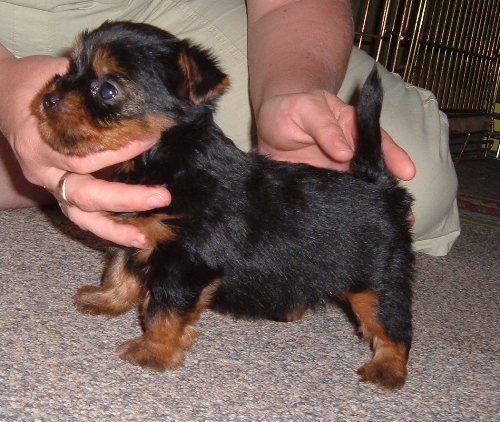 Dare Devil Fire Flash (Kennel vom Mozers Schafer)