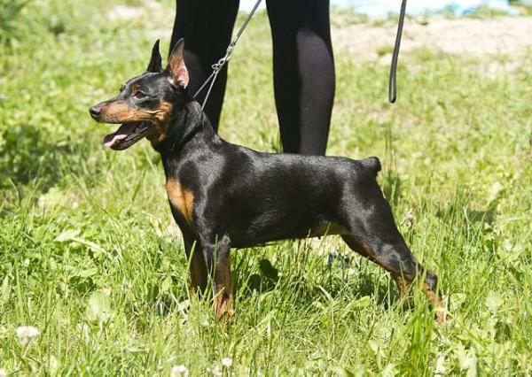 Zhemchuzhnaja Diadema Stefani