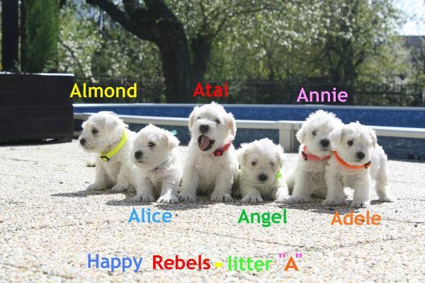 Adele Happy Rebels