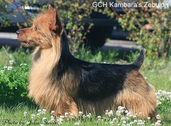 KAMBARA'S ZEBULON