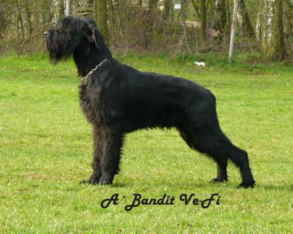 A´Bandit Ve-Fi