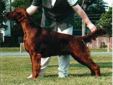 Highfeather Red N Rambunctious