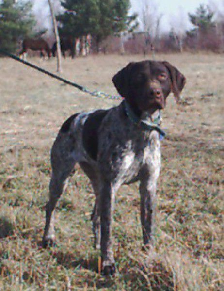 HALL'S BELLADONNA NIXIE