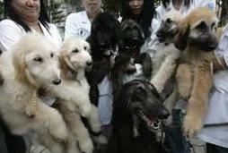 Bom (South Korea)
