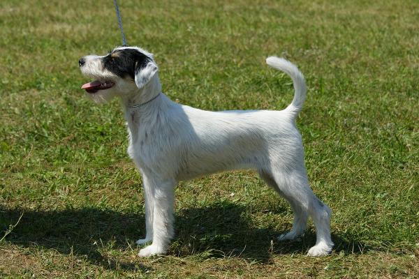 SIMBA EQUUS Mysia Zagłada FCI