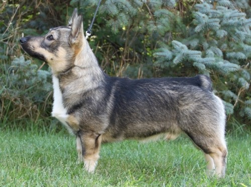 Trident's Zvenne (SWE)