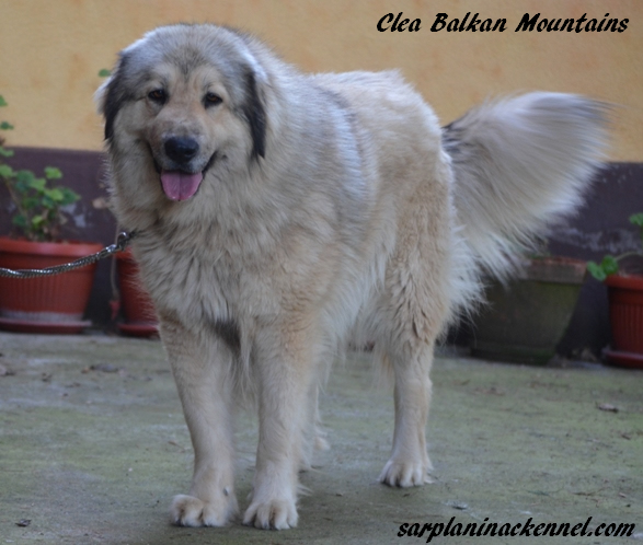 Clea Balkan Mountains