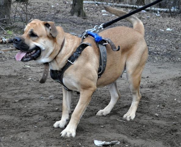 Hekate's Sacred Dogs Real Pepper