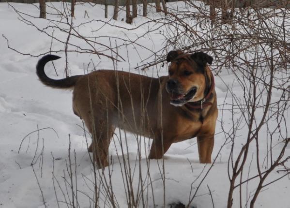 Hekate's Sacred Dogs Not-At-All