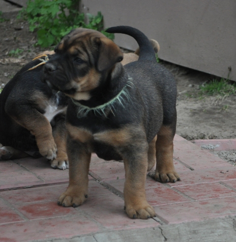 Hekate's Sacred Dogs Chupakabra