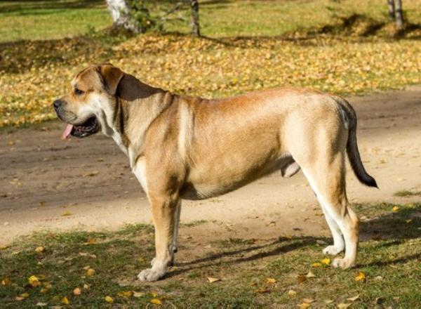 Hekate's Sacred Dogs Tryam