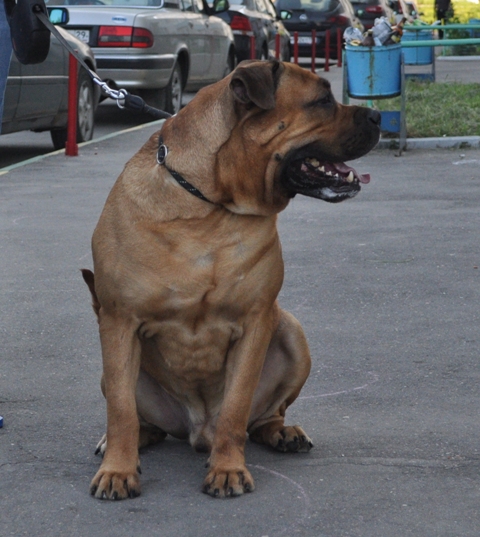 Vaenga Sanson Ignasio