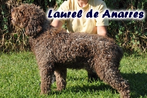 Laurel de Anarres