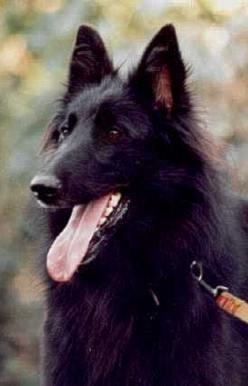 Lanaken natascha gr 25.05.1997