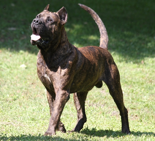 Rex RR