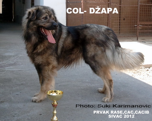 Col Dzapa Zlatni Štit