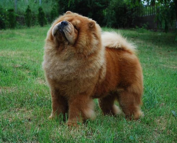 Shen Te Chows Celebrity