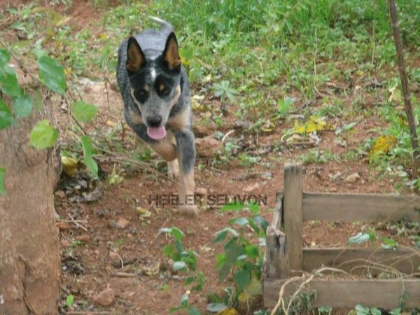 Victor do NVBK Heeler Selivon