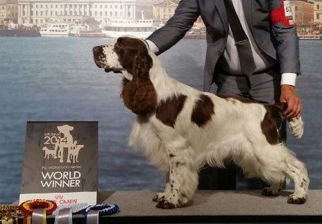 Art-Waves Top Dog