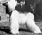Shaadar's Blajnhe Of Karlyle