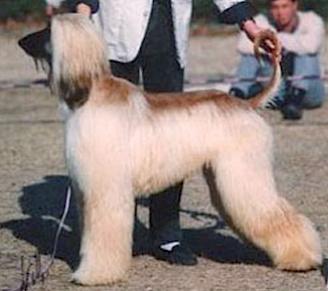 Absorba's Huschang