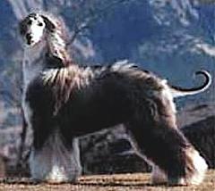 Jeheran's Aqcent of Qamari